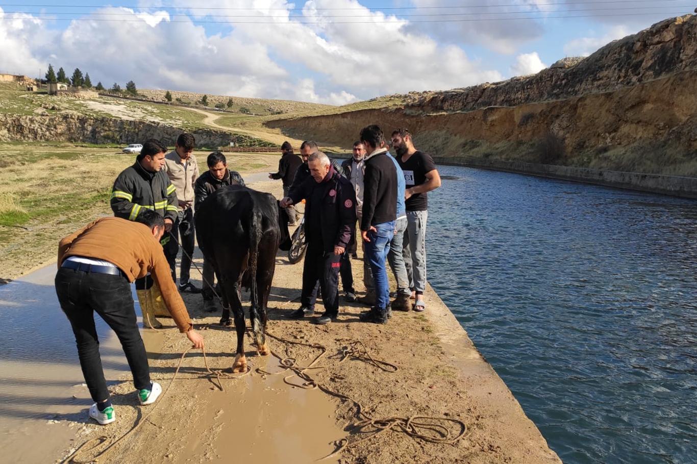 Sulama kanalına düşen inek kurtarıldı